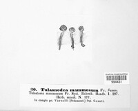 Tulostoma mammosum image